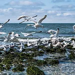 Helene - Sylt